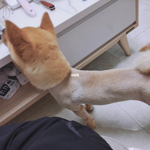 小狗不剃胎毛吗(小狗剃胎毛好不好) - 警犬训练器材厂家 _警犬训练用品_工作犬训练用品-南京开久警犬装备-警犬训练器材厂家 _警犬训练用品_工作犬训练用品-南京开久警犬装备