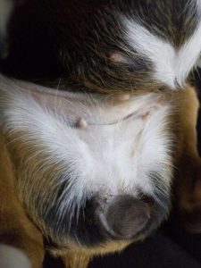 怎么看得出来狗狗怀孕(狗狗怎么才能怀孕)-警犬训练器材厂家 _警犬训练用品_工作犬训练用品-南京开久警犬装备