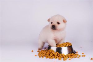 狗狗为什么哼(狗狗为什么哼哼唧唧)-警犬训练器材厂家 _警犬训练用品_工作犬训练用品-南京开久警犬装备