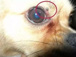 怎么判断狗狗是脑膜炎(怎么判断得了脑膜炎)-警犬训练器材厂家 _警犬训练用品_工作犬训练用品-南京开久警犬装备