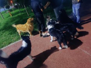 狗狗大狂欢(狗狗狂欢有什么征兆)-警犬训练器材厂家 _警犬训练用品_工作犬训练用品-南京开久警犬装备