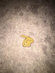 狗狗术后拉稀  狗狗拉稀怎么办-警犬训练器材厂家 _警犬训练用品_工作犬训练用品-南京开久警犬装备