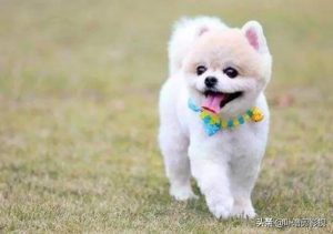 狗狗能吃芝麻花生酱吗？狗狗可以吃芝麻花生酱吗-警犬训练器材厂家 _警犬训练用品_工作犬训练用品-南京开久警犬装备