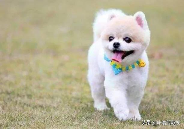 狗狗能吃芝麻花生酱吗？狗狗可以吃芝麻花生酱吗 - 警犬训练器材厂家 _警犬训练用品_工作犬训练用品-南京开久警犬装备-警犬训练器材厂家 _警犬训练用品_工作犬训练用品-南京开久警犬装备