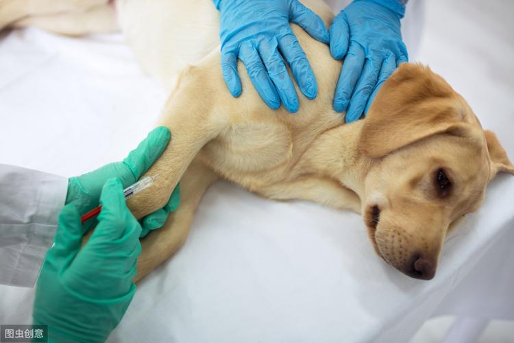 狗狗心脏病做手术(狗狗突发心脏病的症状) - 警犬训练器材厂家 _警犬训练用品_工作犬训练用品-南京开久警犬装备-警犬训练器材厂家 _警犬训练用品_工作犬训练用品-南京开久警犬装备