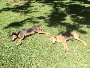 狗狗蛋黄要煮熟吗(狗狗吃蛋黄生吃还是煮熟)-警犬训练器材厂家 _警犬训练用品_工作犬训练用品-南京开久警犬装备