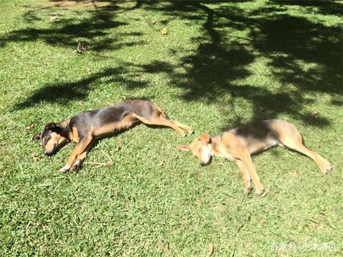 狗狗蛋黄要煮熟吗(狗狗吃蛋黄生吃还是煮熟) - 警犬训练器材厂家 _警犬训练用品_工作犬训练用品-南京开久警犬装备-警犬训练器材厂家 _警犬训练用品_工作犬训练用品-南京开久警犬装备