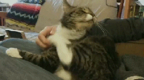 狗狗驱虫后拉的虫子  狗狗驱虫后拉出虫子-警犬训练器材厂家 _警犬训练用品_工作犬训练用品-南京开久警犬装备