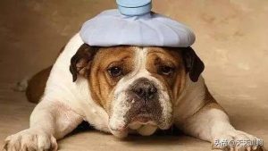 三个月的狗狗睡觉_三个月的狗狗睡觉打呼噜-警犬训练器材厂家 _警犬训练用品_工作犬训练用品-南京开久警犬装备