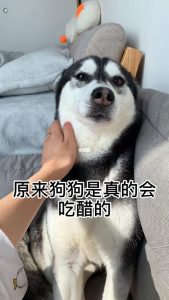 小狗喝醋后没有精神-警犬训练器材厂家 _警犬训练用品_工作犬训练用品-南京开久警犬装备