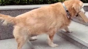 小狗突然间走路一瘸一瘸的(满月小狗突然间走路走不稳了)-警犬训练器材厂家 _警犬训练用品_工作犬训练用品-南京开久警犬装备