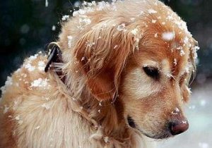 狗狗喝太凉的水咳嗽怎么办-警犬训练器材厂家 _警犬训练用品_工作犬训练用品-南京开久警犬装备