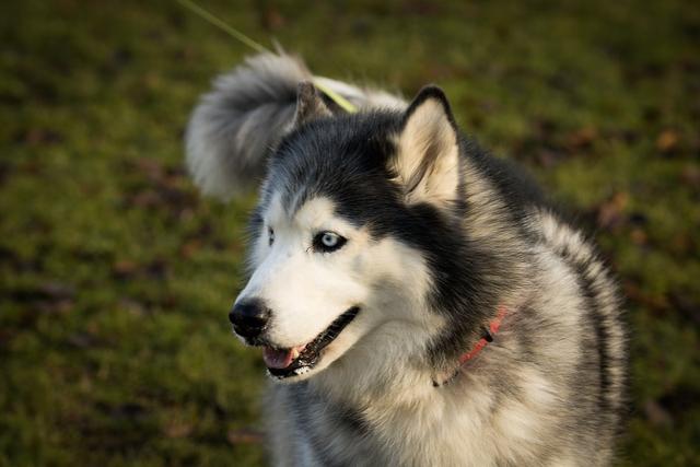 狗狗咔咔的怎么回事？狗狗掉牙齿是怎么回事 - 警犬训练器材厂家 _警犬训练用品_工作犬训练用品-南京开久警犬装备-警犬训练器材厂家 _警犬训练用品_工作犬训练用品-南京开久警犬装备