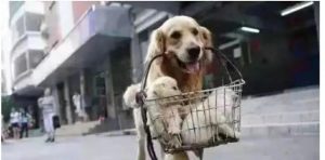 与小狗发生的感动故事(和小狗发生的故事)-警犬训练器材厂家 _警犬训练用品_工作犬训练用品-南京开久警犬装备