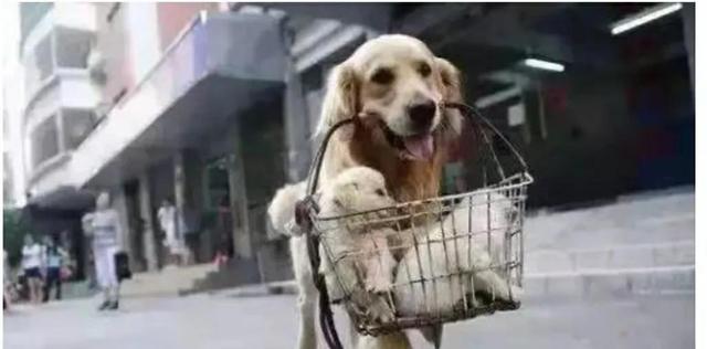 与小狗发生的感动故事(和小狗发生的故事) - 警犬训练器材厂家 _警犬训练用品_工作犬训练用品-南京开久警犬装备-警犬训练器材厂家 _警犬训练用品_工作犬训练用品-南京开久警犬装备