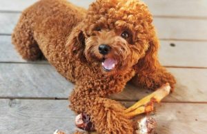 泰迪除了狗粮能吃什么(小型泰迪吃什么牌子的狗粮好)-警犬训练器材厂家 _警犬训练用品_工作犬训练用品-南京开久警犬装备