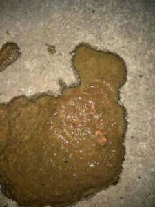 小狗吐拉不出粑粑来怎么回事-警犬训练器材厂家 _警犬训练用品_工作犬训练用品-南京开久警犬装备