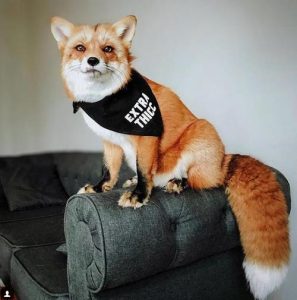 最长像狐狸的狗狗(张的像狐狸的狗狗叫什么)-警犬训练器材厂家 _警犬训练用品_工作犬训练用品-南京开久警犬装备