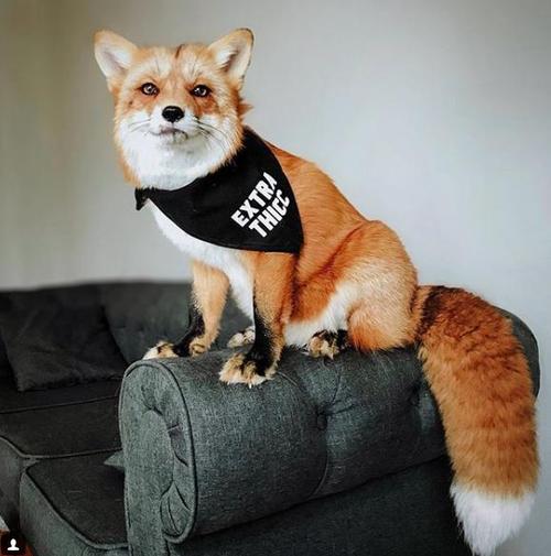 最长像狐狸的狗狗(张的像狐狸的狗狗叫什么) - 警犬训练器材厂家 _警犬训练用品_工作犬训练用品-南京开久警犬装备-警犬训练器材厂家 _警犬训练用品_工作犬训练用品-南京开久警犬装备