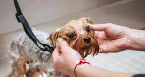 狗狗冬天河里游泳(狗狗冬天可以游泳吗)-警犬训练器材厂家 _警犬训练用品_工作犬训练用品-南京开久警犬装备