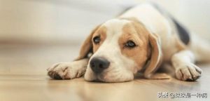 狗狗打育苗 *** (狗狗育苗要多少钱)-警犬训练器材厂家 _警犬训练用品_工作犬训练用品-南京开久警犬装备