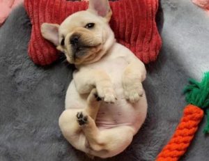 狗狗撑坏了_狗狗撑坏了是什么症状-警犬训练器材厂家 _警犬训练用品_工作犬训练用品-南京开久警犬装备