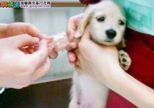 狗狗打完疫苗多久可以起效果(狗狗打完疫苗多久能吃消炎药)-警犬训练器材厂家 _警犬训练用品_工作犬训练用品-南京开久警犬装备