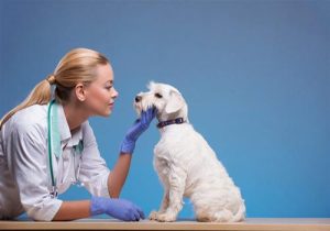 狗狗不吃东西药更不吃(狗狗不吃东西用什么药能治好)-警犬训练器材厂家 _警犬训练用品_工作犬训练用品-南京开久警犬装备