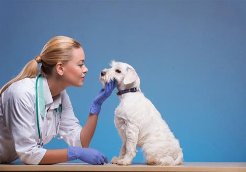 狗狗不吃东西药更不吃(狗狗不吃东西用什么药能治好) - 警犬训练器材厂家 _警犬训练用品_工作犬训练用品-南京开久警犬装备-警犬训练器材厂家 _警犬训练用品_工作犬训练用品-南京开久警犬装备