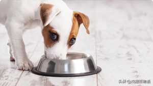 狗狗打完疫苗后吐白沫，狗狗打完疫苗第二天吐正常吗-警犬训练器材厂家 _警犬训练用品_工作犬训练用品-南京开久警犬装备