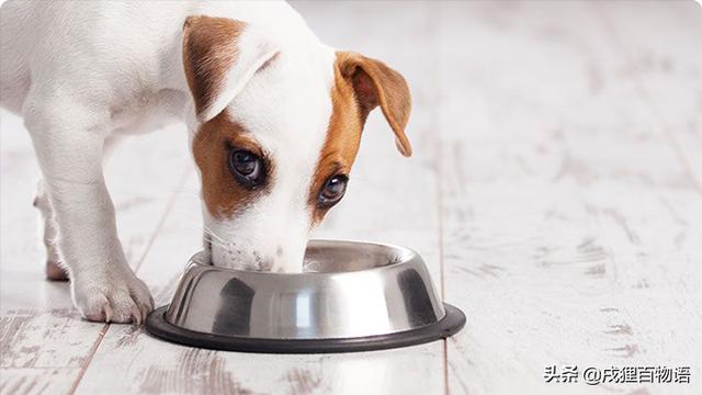 狗狗打完疫苗后吐白沫，狗狗打完疫苗第二天吐正常吗 - 警犬训练器材厂家 _警犬训练用品_工作犬训练用品-南京开久警犬装备-警犬训练器材厂家 _警犬训练用品_工作犬训练用品-南京开久警犬装备