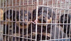 狗狗咬死一鸟(狗狗会不会被蚊子咬死)-警犬训练器材厂家 _警犬训练用品_工作犬训练用品-南京开久警犬装备