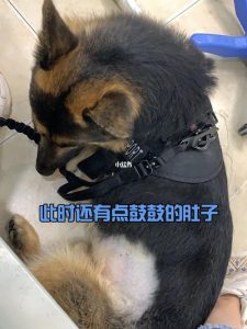 l狗狗脾脏破裂是怎么回事呢(狗狗脾脏肿块怎么回事)-警犬训练器材厂家 _警犬训练用品_工作犬训练用品-南京开久警犬装备
