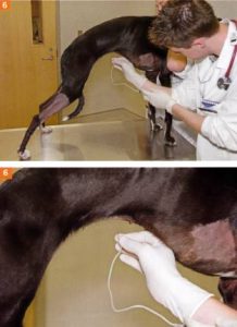 狗狗肿瘤穿刺是液体状(狗狗肿瘤穿刺多少钱)-警犬训练器材厂家 _警犬训练用品_工作犬训练用品-南京开久警犬装备