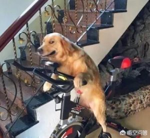 狗狗在几岁的时候训练最好？-警犬训练器材厂家 _警犬训练用品_工作犬训练用品-南京开久警犬装备