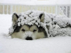 狗狗没拉稀拉水(狗狗拉稀拉血但是精神很好)-警犬训练器材厂家 _警犬训练用品_工作犬训练用品-南京开久警犬装备