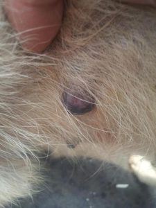 小狗全身起脓包(小狗长脓包的原因)-警犬训练器材厂家 _警犬训练用品_工作犬训练用品-南京开久警犬装备