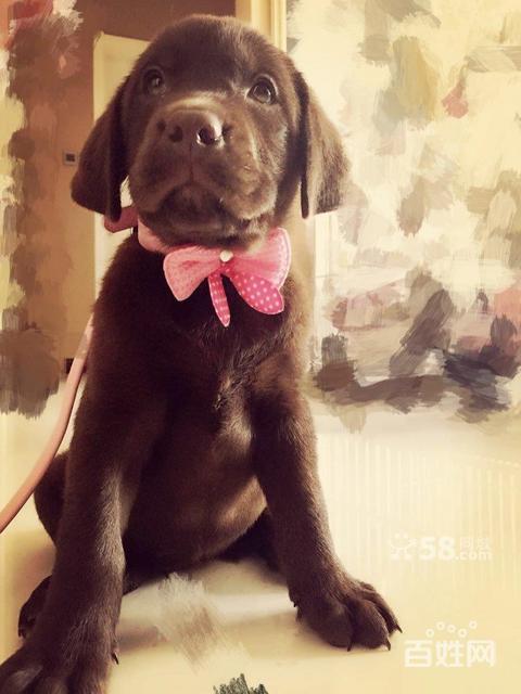 西安狗狗收养微信群(西安哪里有收养狗狗的地方) - 警犬训练器材厂家 _警犬训练用品_工作犬训练用品-南京开久警犬装备-警犬训练器材厂家 _警犬训练用品_工作犬训练用品-南京开久警犬装备