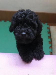 狗狗吃奶糕黑色大便(小狗吃奶糕大便软)-警犬训练器材厂家 _警犬训练用品_工作犬训练用品-南京开久警犬装备