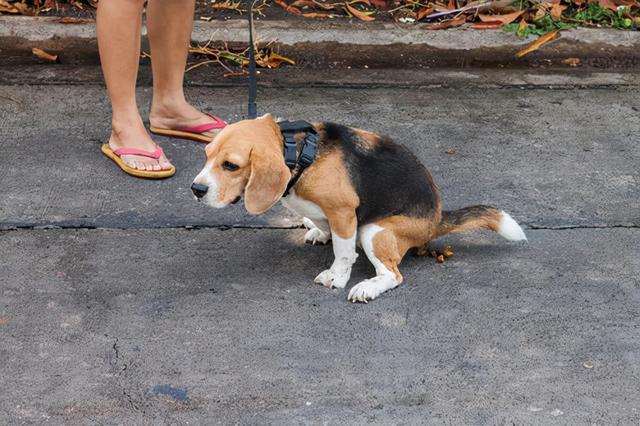 狗狗对主人放下耳朵 狗狗老是舔主人的耳朵是什么意思? - 警犬训练器材厂家 _警犬训练用品_工作犬训练用品-南京开久警犬装备-警犬训练器材厂家 _警犬训练用品_工作犬训练用品-南京开久警犬装备
