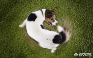 小狗偶尔会叫一声(小狗突然叫一声)-警犬训练器材厂家 _警犬训练用品_工作犬训练用品-南京开久警犬装备