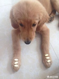 小狗老吃垃圾怎么办？小狗为什么喜欢吃垃圾-警犬训练器材厂家 _警犬训练用品_工作犬训练用品-南京开久警犬装备