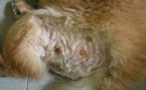 狗狗有跳蚤怎么处理(小区有跳蚤怎么处理)-警犬训练器材厂家 _警犬训练用品_工作犬训练用品-南京开久警犬装备