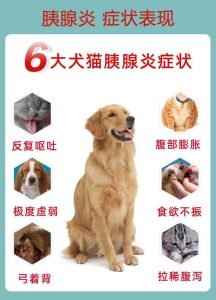 狗狗得了胰腺炎症怎么办(狗狗胰腺指标高怎么办)-警犬训练器材厂家 _警犬训练用品_工作犬训练用品-南京开久警犬装备