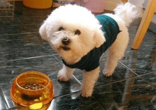 小狗怎么吃完就拉稀？小狗怎么吃东西 - 警犬训练器材厂家 _警犬训练用品_工作犬训练用品-南京开久警犬装备-警犬训练器材厂家 _警犬训练用品_工作犬训练用品-南京开久警犬装备