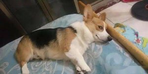 狗狗睡觉突然坐起来了(狗狗睡觉为什么突然坐起来)-警犬训练器材厂家 _警犬训练用品_工作犬训练用品-南京开久警犬装备