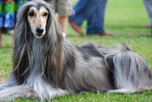 阿富汗猎犬价格是多少(纯种阿富汗猎犬价格)-警犬训练器材厂家 _警犬训练用品_工作犬训练用品-南京开久警犬装备