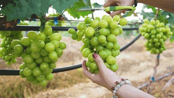 20220421045813165048829322049