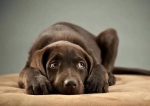 狗狗生病叫唤，狗狗生病的症状表现-警犬训练器材厂家 _警犬训练用品_工作犬训练用品-南京开久警犬装备