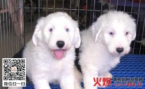 古牧多大不用泡狗粮(法斗多大不用泡狗粮)-警犬训练器材厂家 _警犬训练用品_工作犬训练用品-南京开久警犬装备